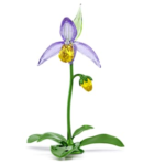 Florere Lady Slipper Orchid