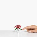 Joyful Poinsettia - Image 2